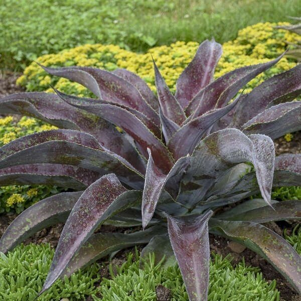 Mangave Mission to Mars - Ladybird Nursery