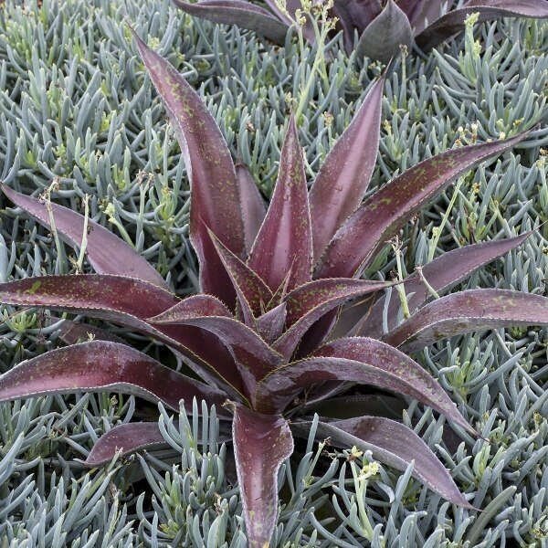 Mangave Mission to Mars - Ladybird Nursery