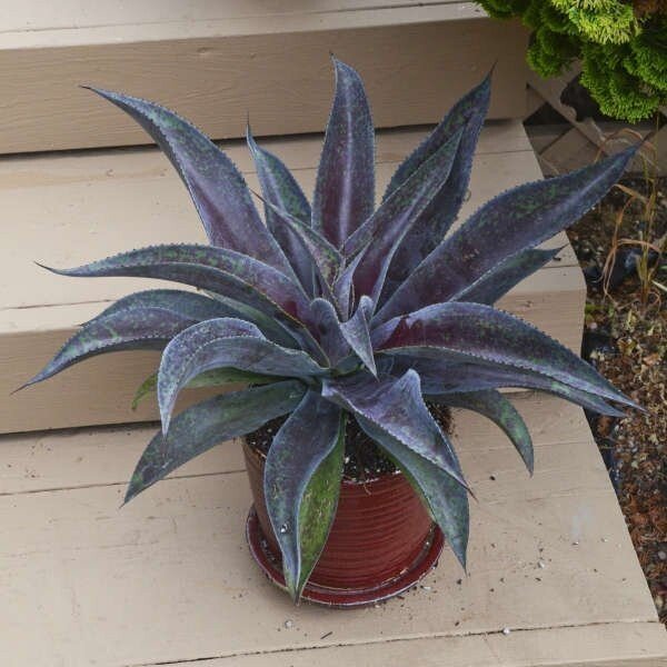 Mangave Mission to Mars - Ladybird Nursery