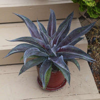 Mangave Mission to Mars