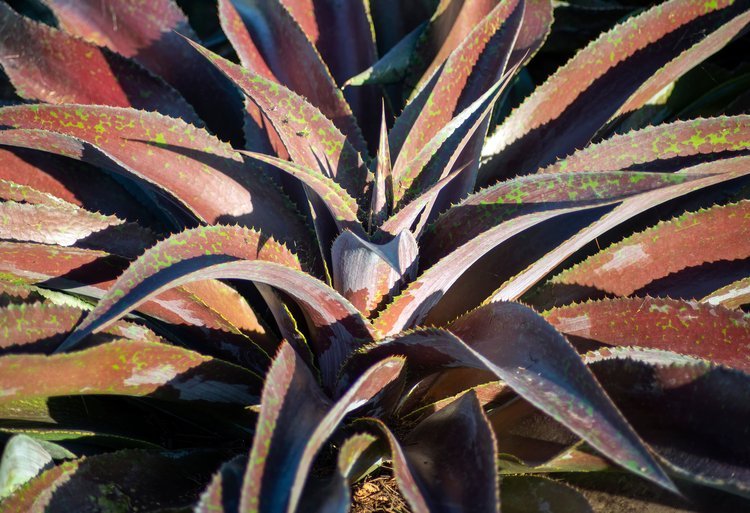 Mangave Mission to Mars - Ladybird Nursery