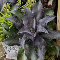 Mangave Night Owl - Ladybird Nursery