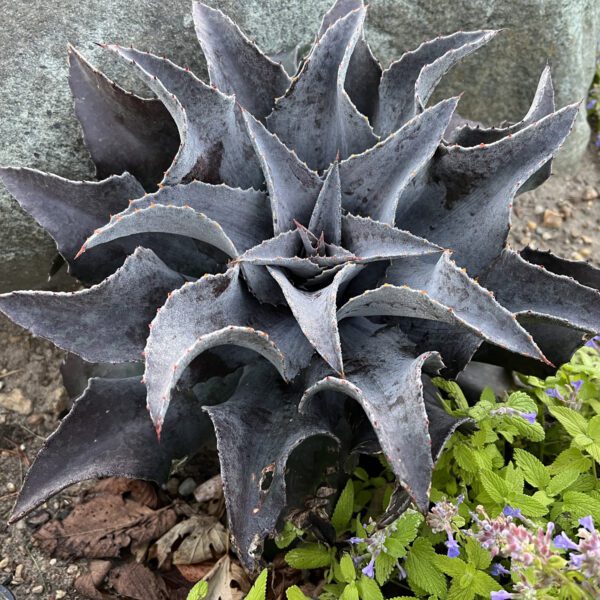 Mangave Night Owl - Ladybird Nursery