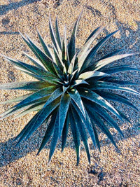 Mangave Pineapple Express