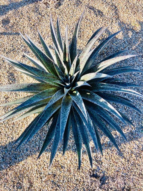 Mangave Pineapple Express - Ladybird Nursery