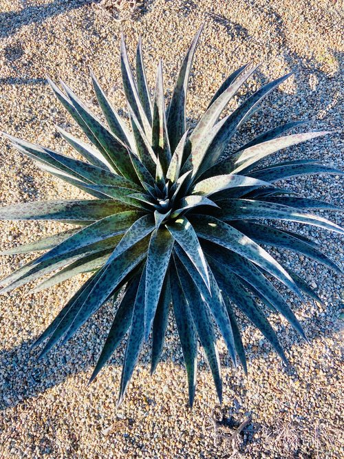 Mangave Pineapple Express