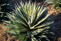 Mangave Pineapple Express - Ladybird Nursery