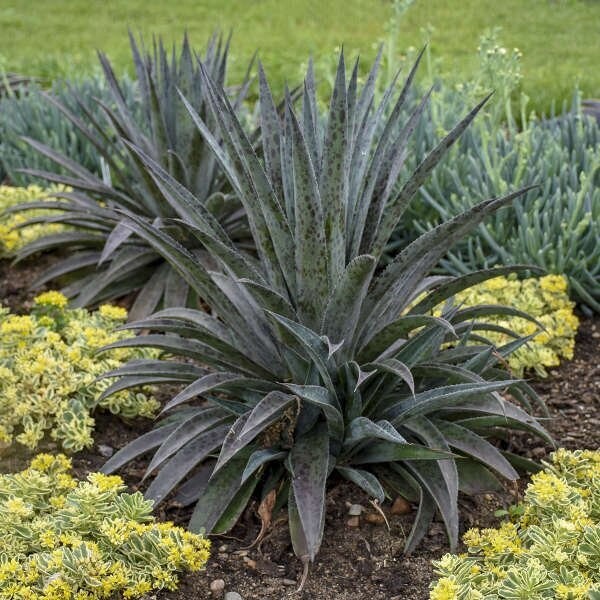 Mangave Pineapple Express