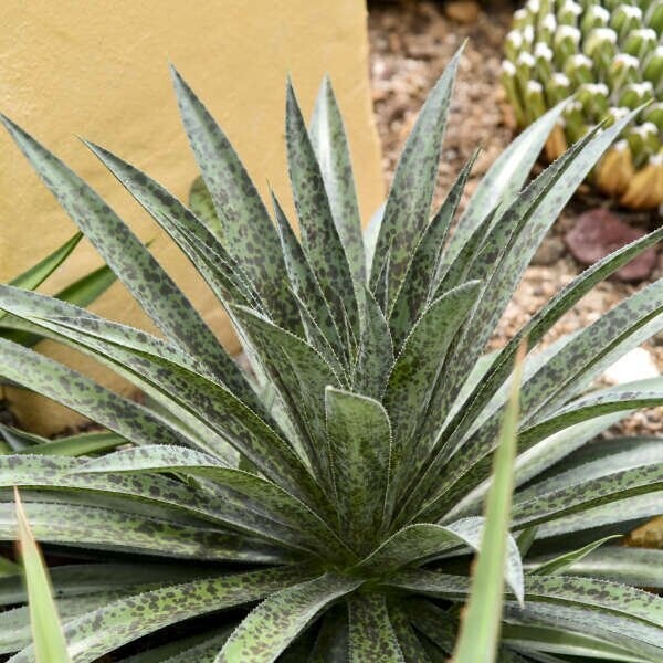 Mangave Pineapple Express