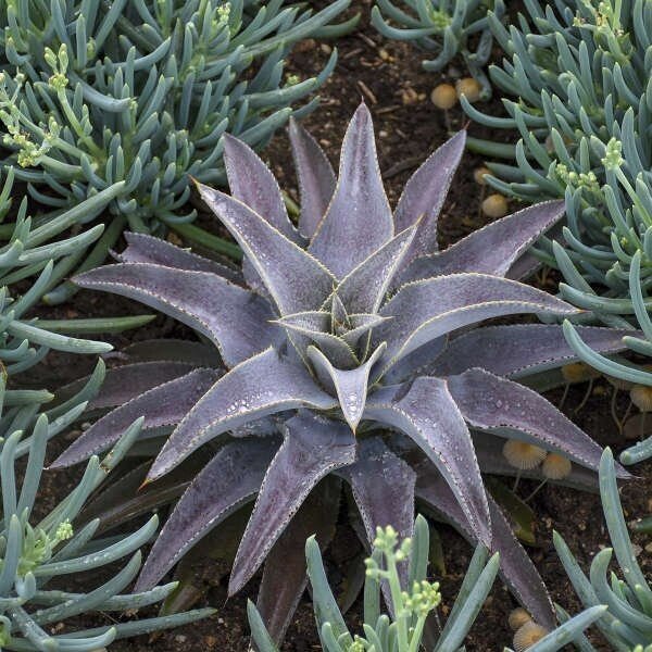 Mangave Purple People Eater - Ladybird Nursery