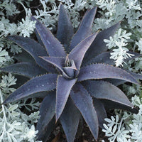 Mangave Purple People Eater - Ladybird Nursery