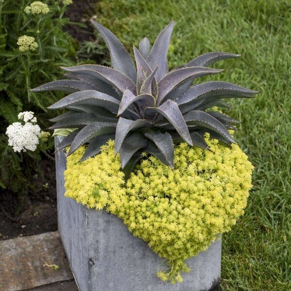 Mangave Purple People Eater - Ladybird Nursery