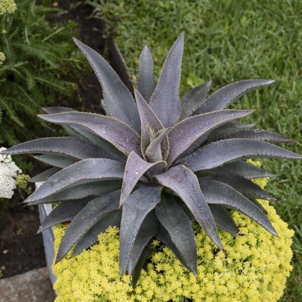 Mangave Purple People Eater