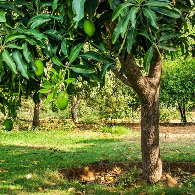 Mango Chok Anan - Ladybird Nursery