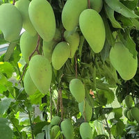 Mango Chok Anan - Ladybird Nursery