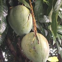 Mango 'Keitt'