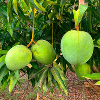 Mango 'Red Mulgoba'