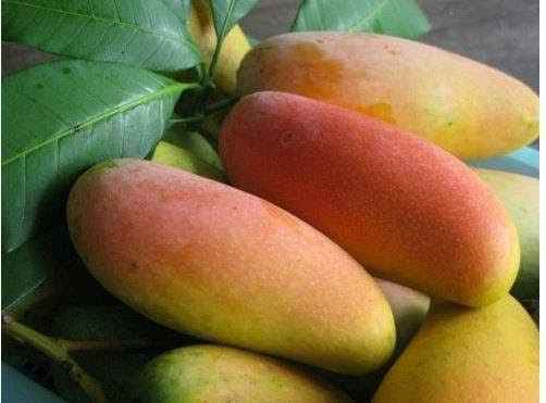 Maha Shanook Mango