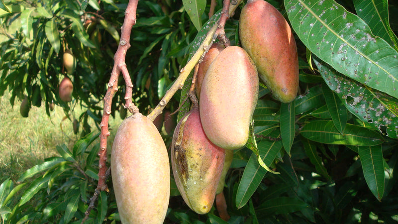 Mango 'Zillate'
