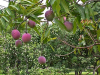 Mango 'Zillate' - Ladybird Nursery