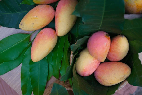Mango 'Zillate'