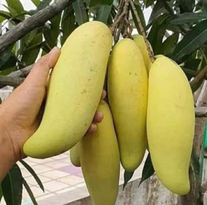 Mango ‘Banana’ (Queensland, Australia Selection) - Ladybird Nursery