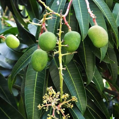 Dwarf Mango ‘Carrie’ - Ladybird Nursery
