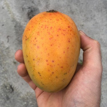 Dwarf Mango ‘Carrie’ - Ladybird Nursery
