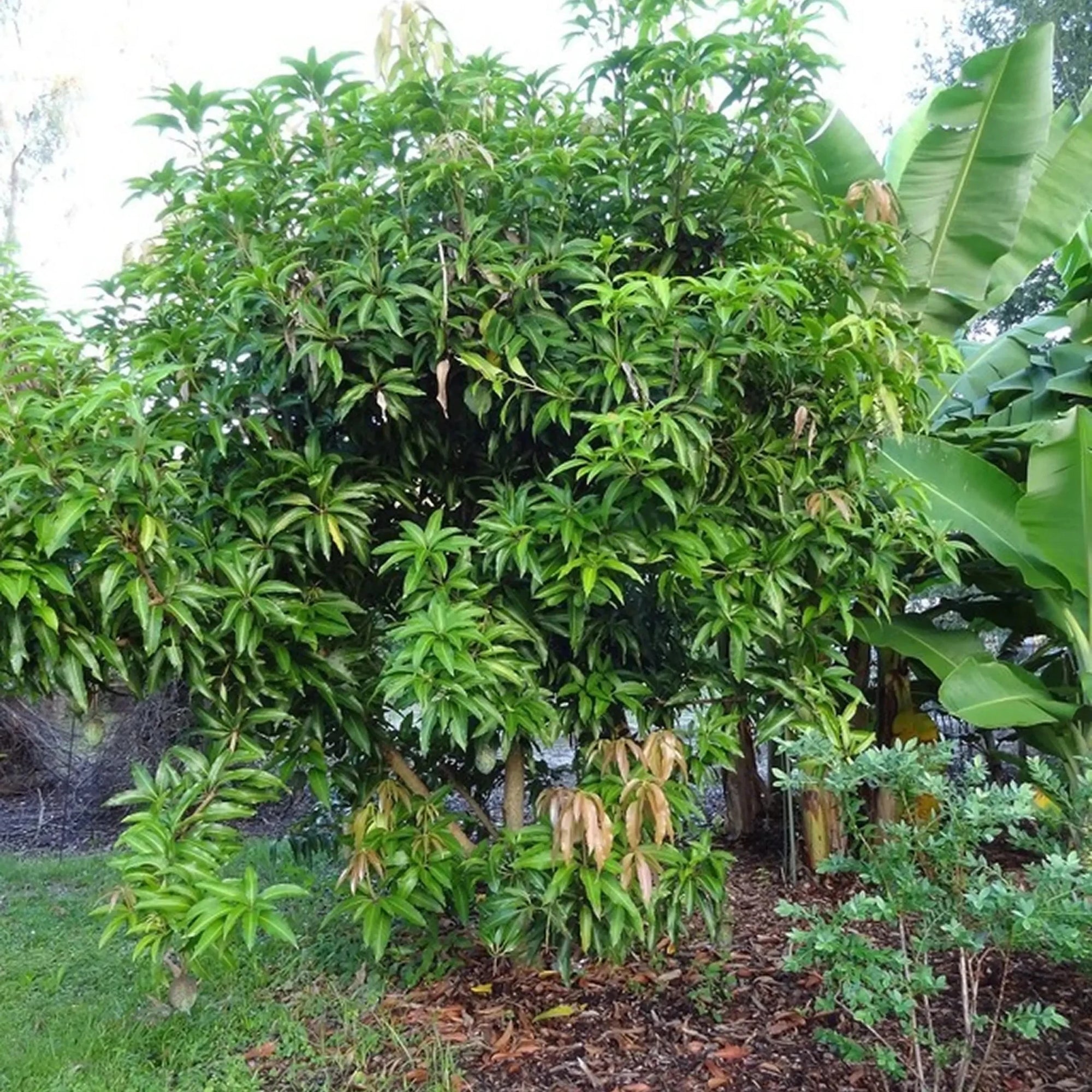 Dwarf Mango ‘Carrie’ - Ladybird Nursery