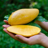 Mango 'Nam Doc Mai' - Ladybird Nursery