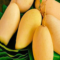 Mango 'Nam Doc Mai' - Ladybird Nursery
