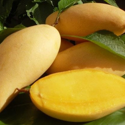 Mango 'Nam Doc Mai' - Ladybird Nursery