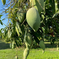 Mango 'Nam Doc Mai' - Ladybird Nursery