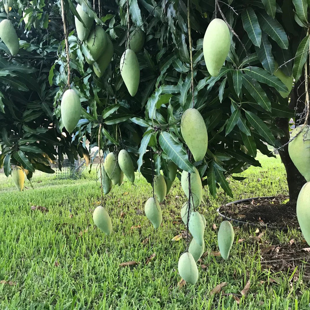 Mango 'Nam Doc Mai' - Ladybird Nursery