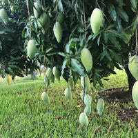 Mango 'Nam Doc Mai' - Ladybird Nursery