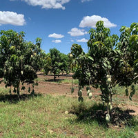 Mango 'Nam Doc Mai' - Ladybird Nursery