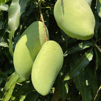 Mango 'Nam Doc Mai' - Ladybird Nursery