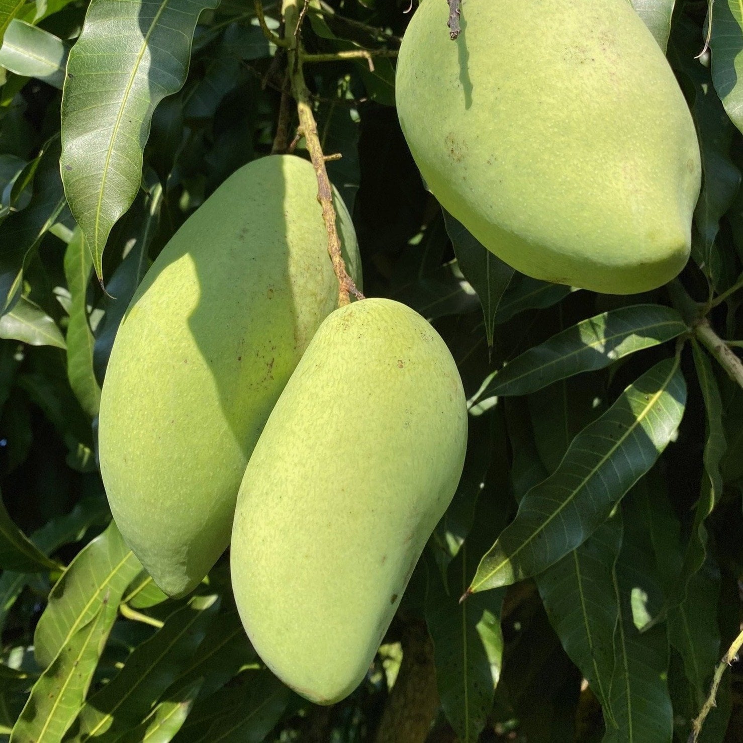 Mango 'Nam Doc Mai' - Ladybird Nursery