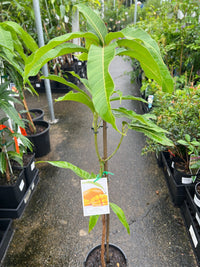 Mango 'Nam Doc Mai' - Ladybird Nursery