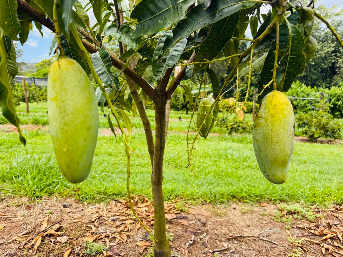 Mango 'New Guinea Long' - Ladybird Nursery