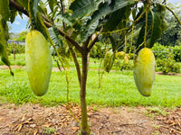 Mango 'New Guinea Long' - Ladybird Nursery