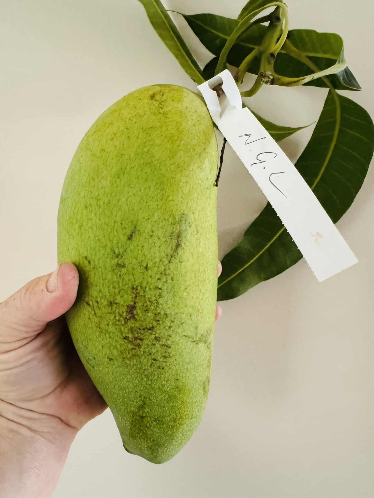 Mango 'New Guinea Long' - Ladybird Nursery