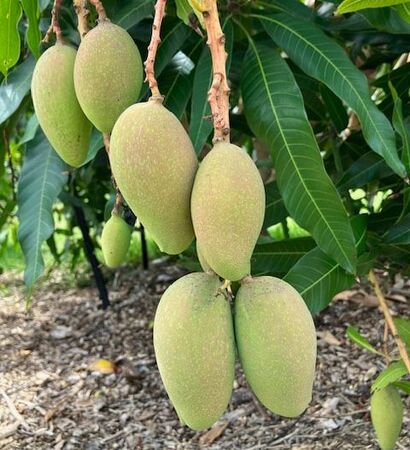 Mango 'Orange Sherbet' - Ladybird Nursery