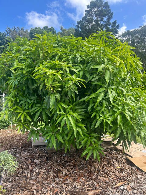 Mango 'Orange Sherbet' - Ladybird Nursery