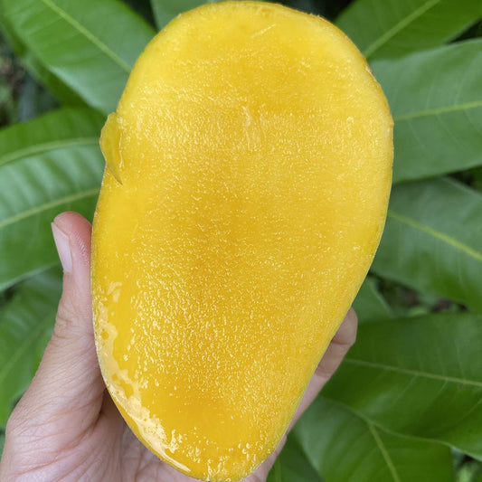 Mango 'Orange Sherbet' - Ladybird Nursery