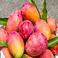 Mango 'Red Cheek' - Ladybird Nursery
