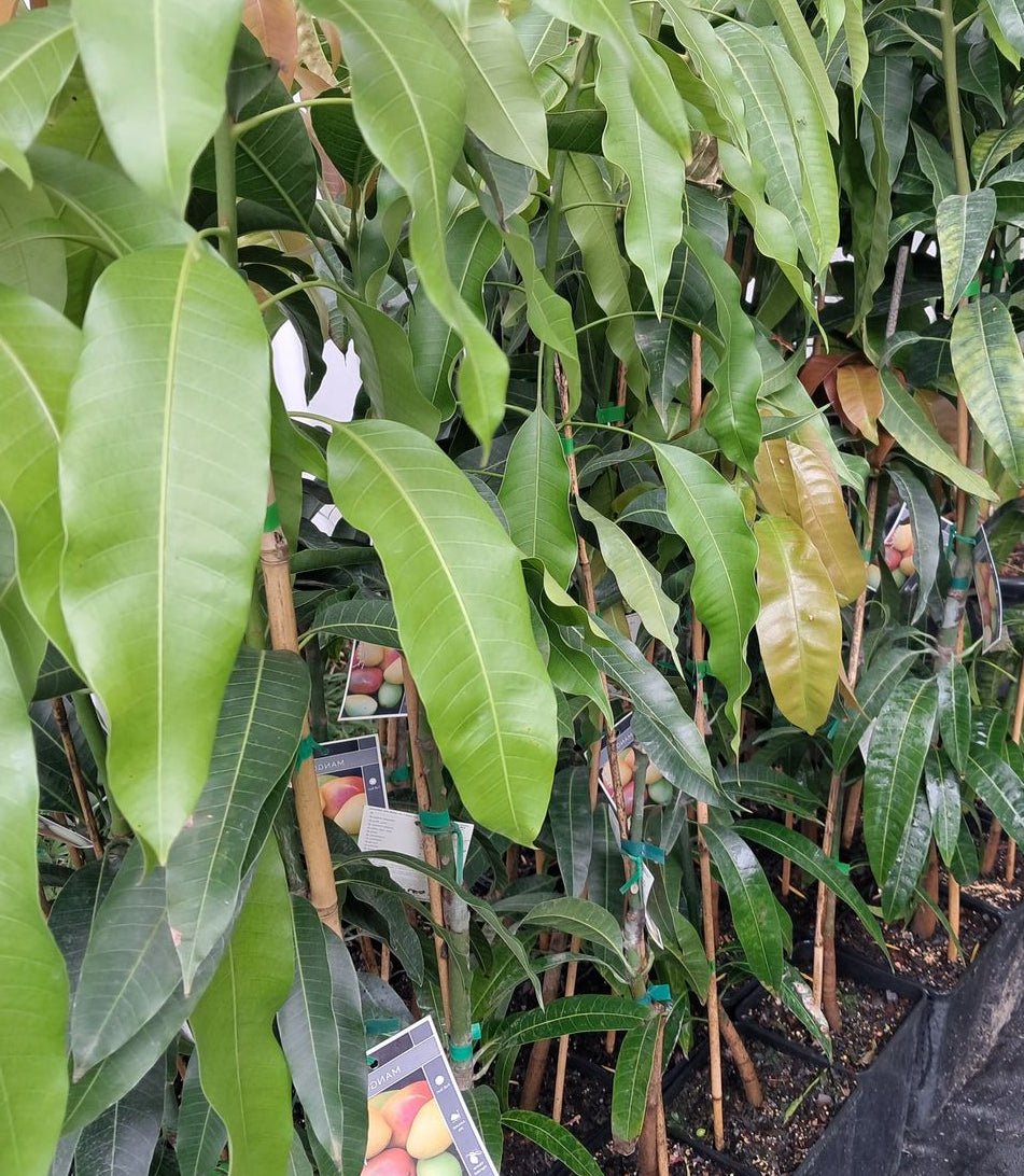 Mango 'Red Cheek' - Ladybird Nursery