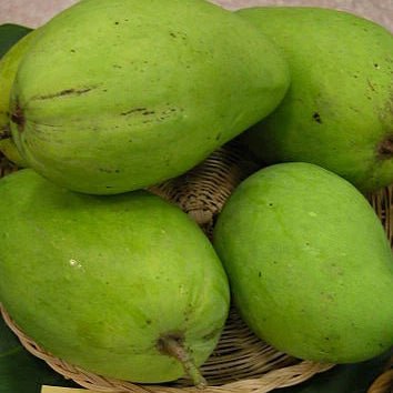 Mango ‘Saigon' - Ladybird Nursery