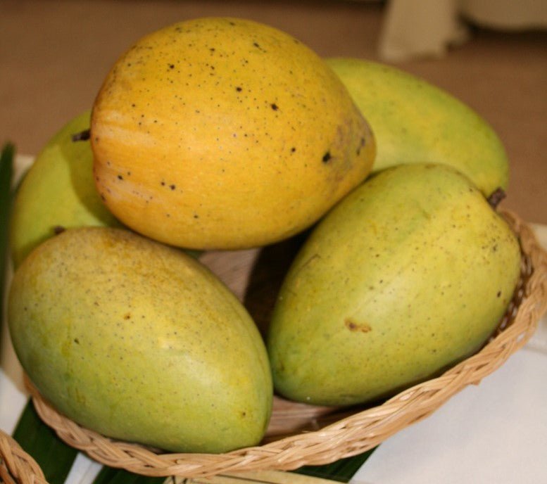 Mango ‘Saigon' - Ladybird Nursery
