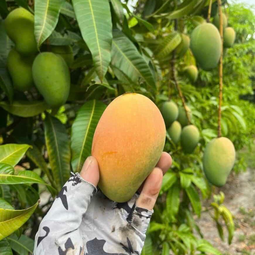 Mango ‘Saigon' - Ladybird Nursery